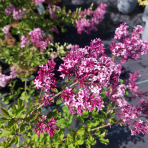 Orgován meyerov (Syringa meyeri) ´RED PIXIE´ - výška 70-100 cm, kont. C3L